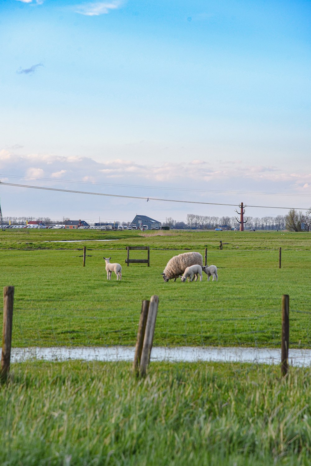 a herd of sheep grazing on a lush green field