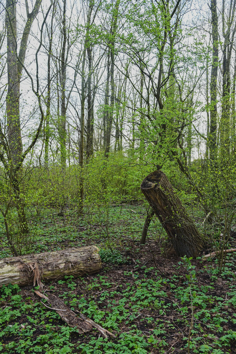 a fallen tree in the middle of a forest