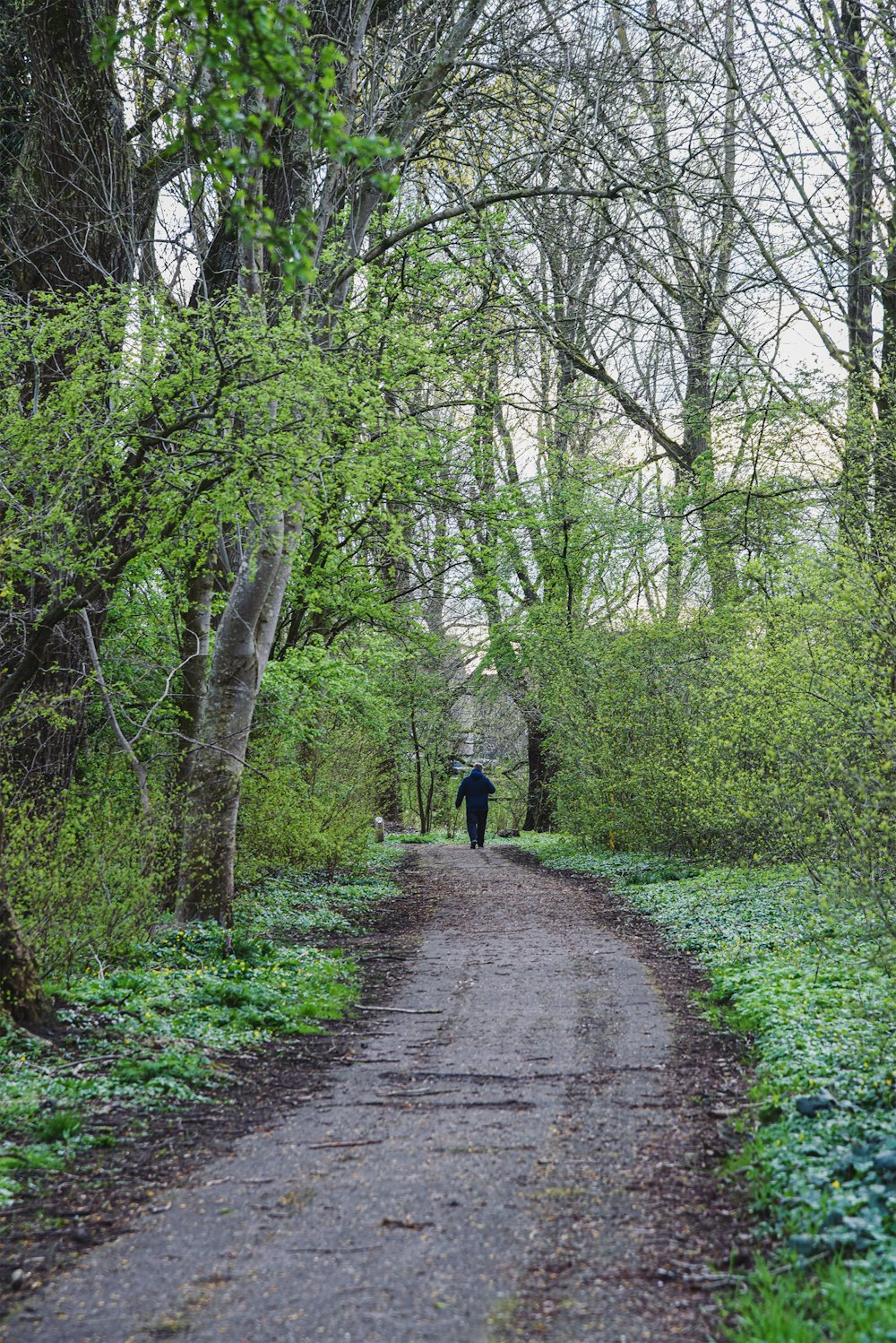 a person walking down a dirt road in the woods