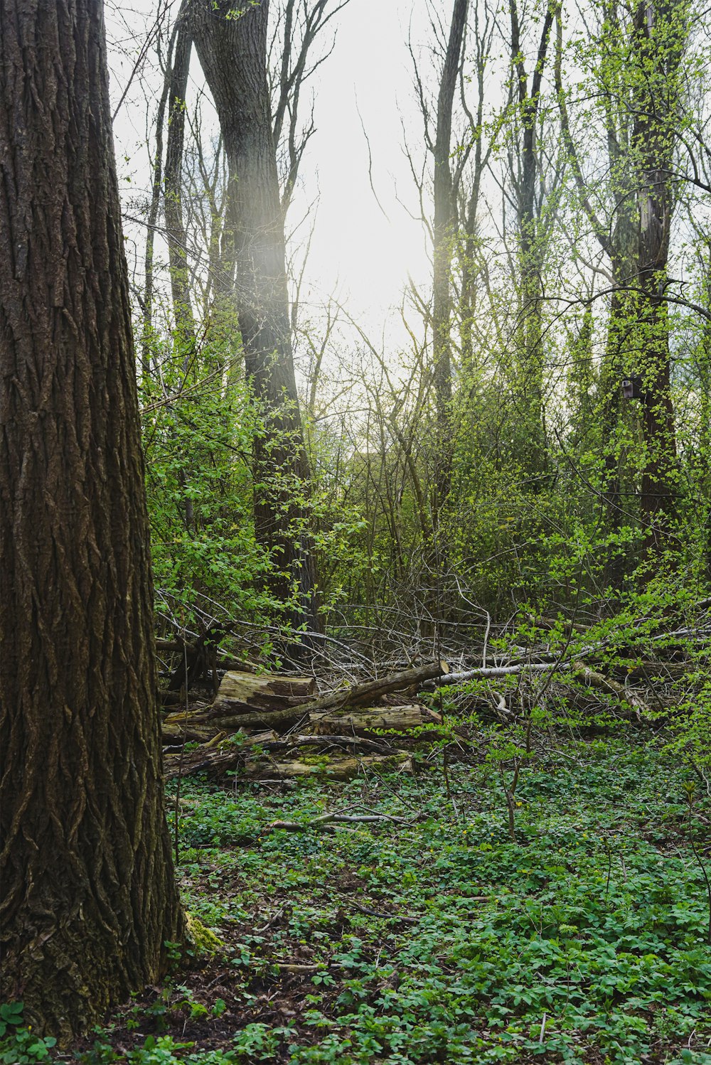 the sun shines through the trees in the woods