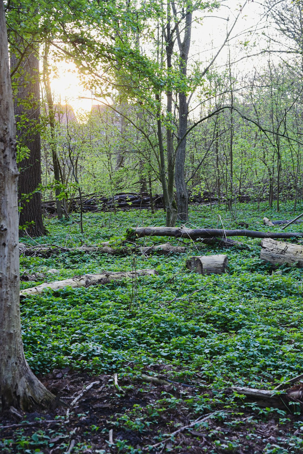 a forest filled with lots of green plants and trees