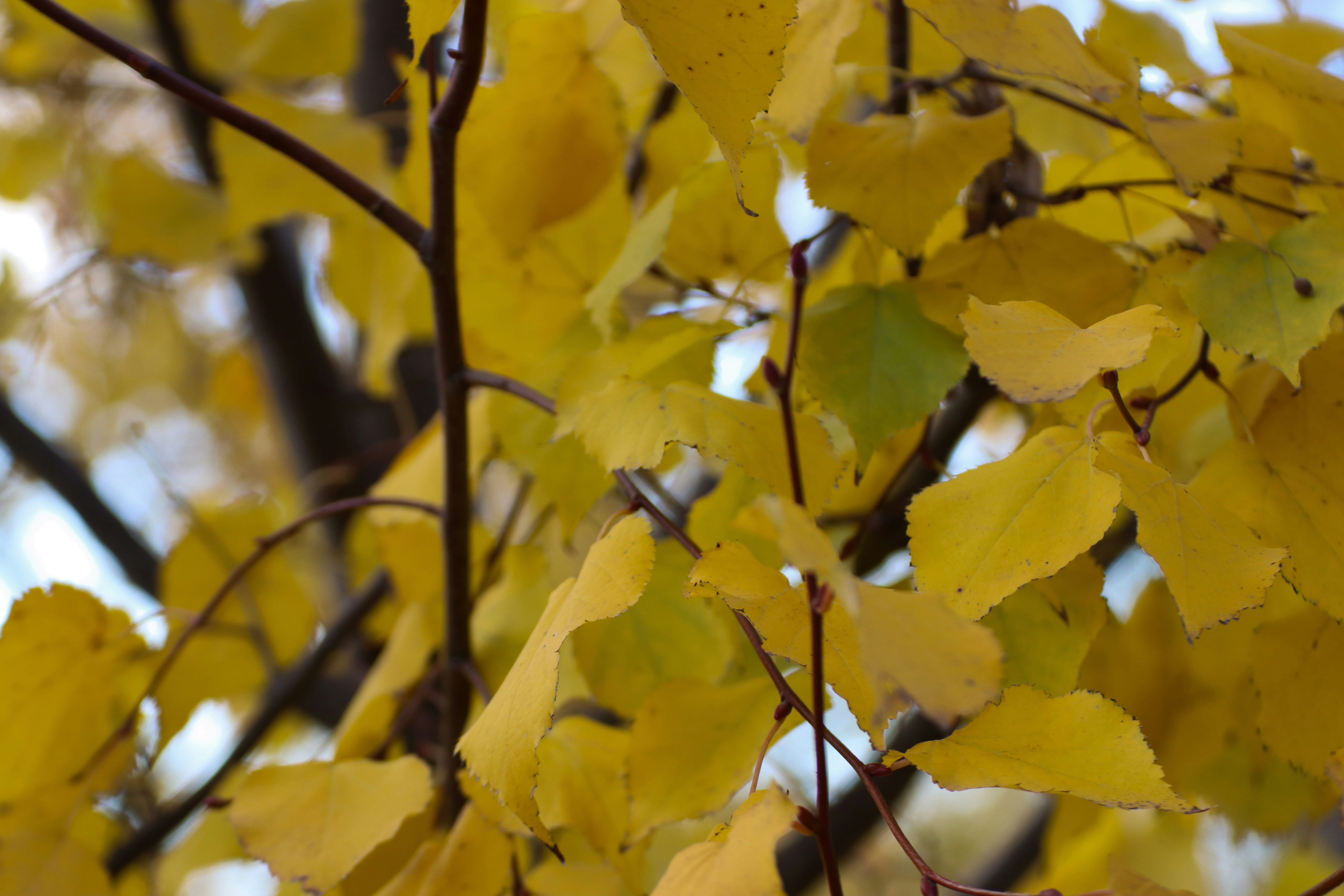 tree