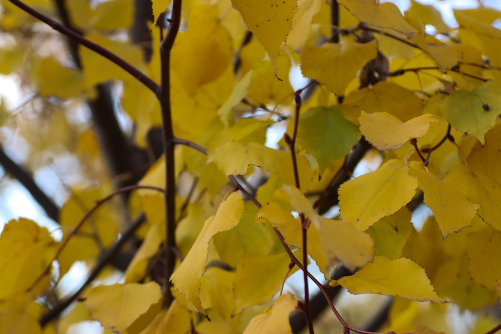 a close up of a tree with yellow leaves