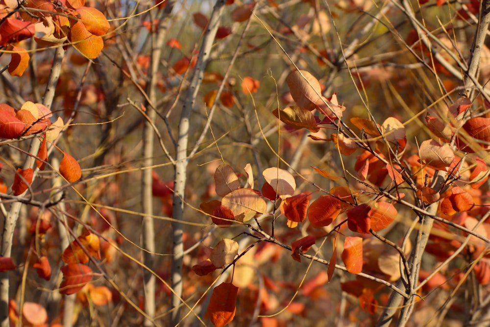 un bouquet de feuilles qui se trouvent sur un arbre