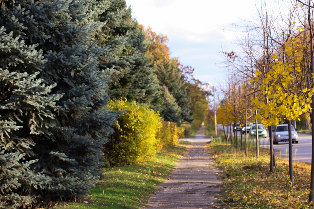 a tree lined street with cars parked on the side of it