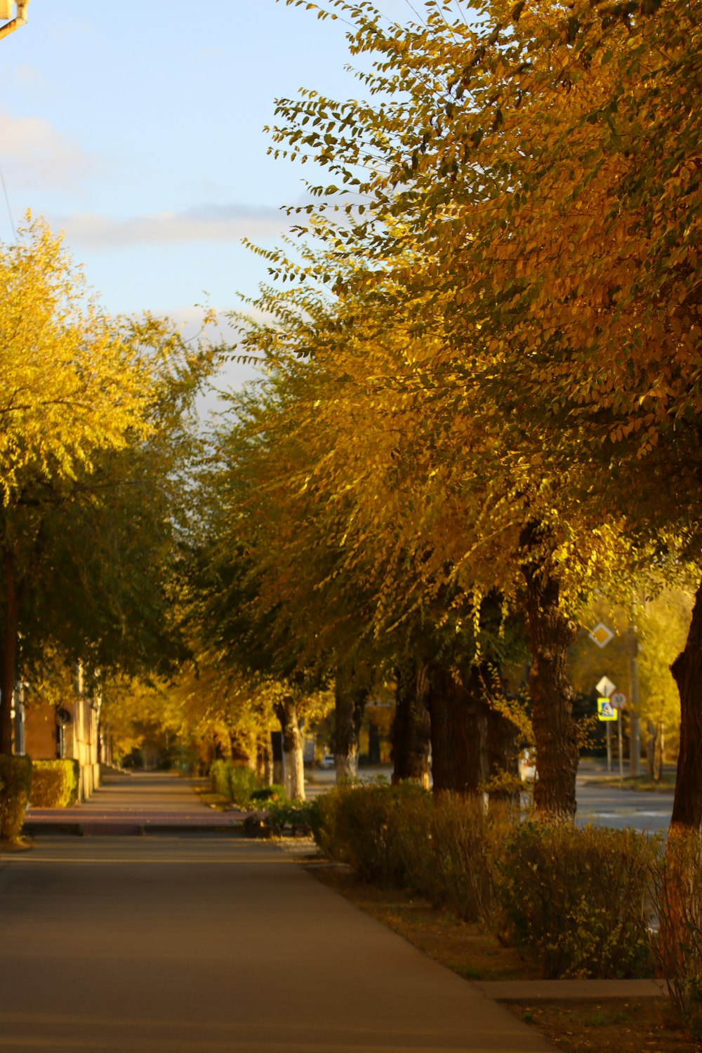 une rue bordée de nombreux arbres aux feuilles jaunes