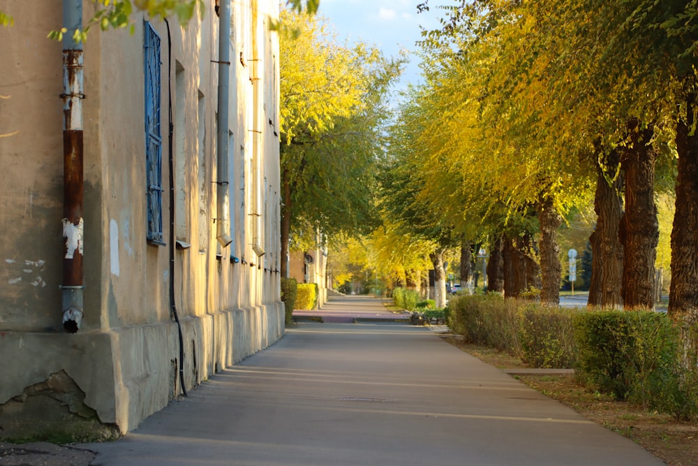 a sidewalk lined with trees and bushes next to a building