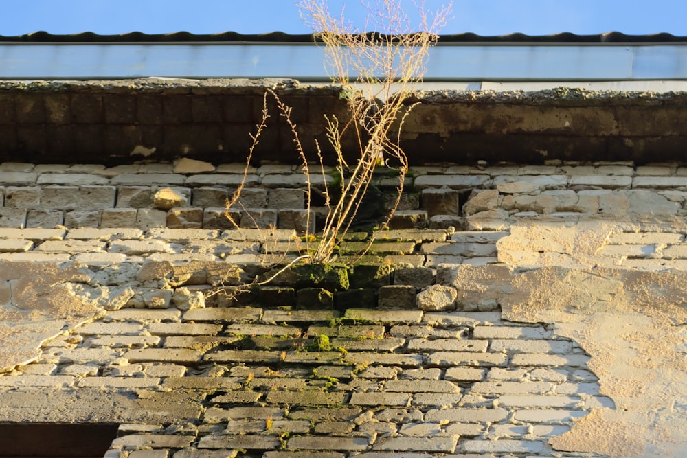 a brick wall with a plant growing out of it