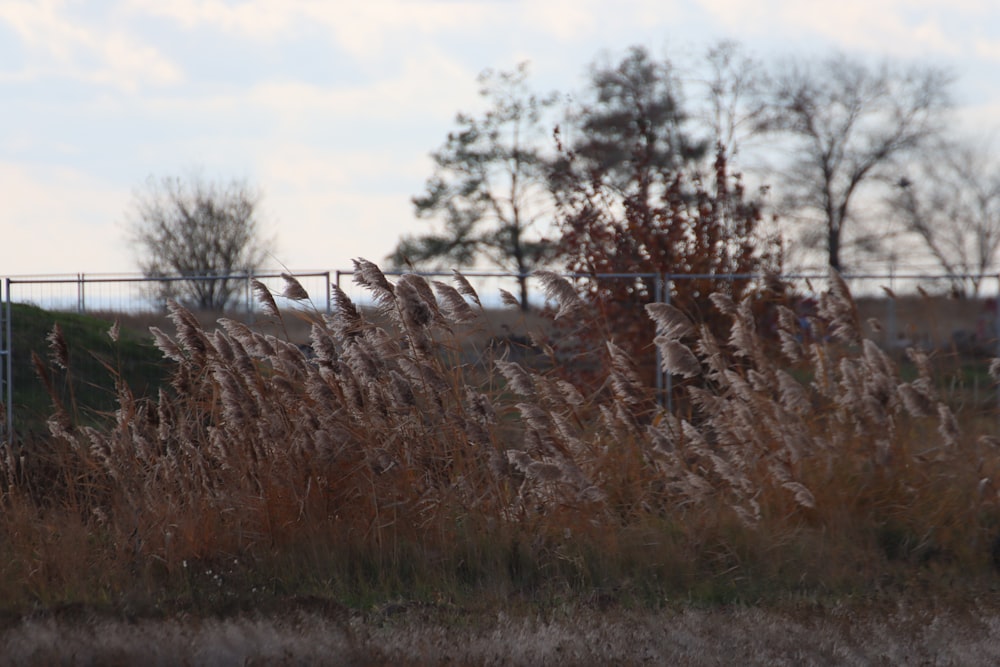 a field with tall grass and a fence in the background