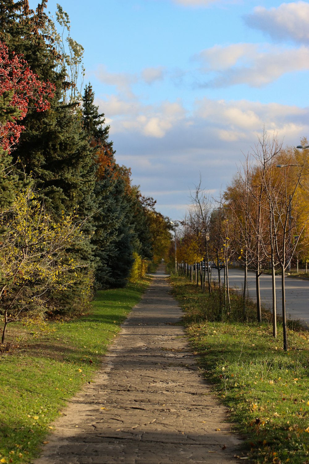 a dirt road surrounded by trees and grass