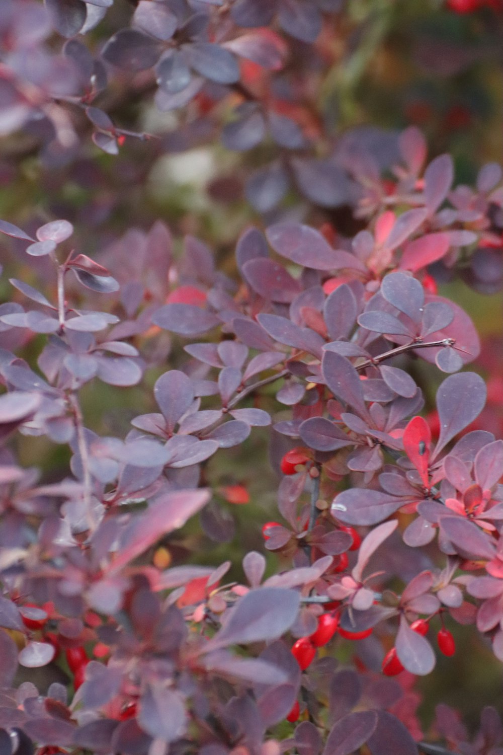 a close up of a bush with red berries on it