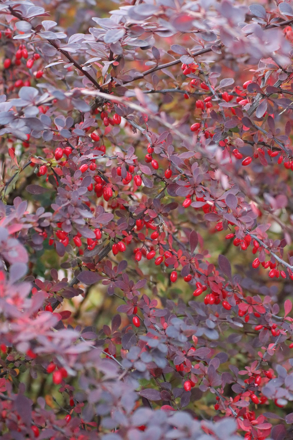 a bush with red berries and green leaves