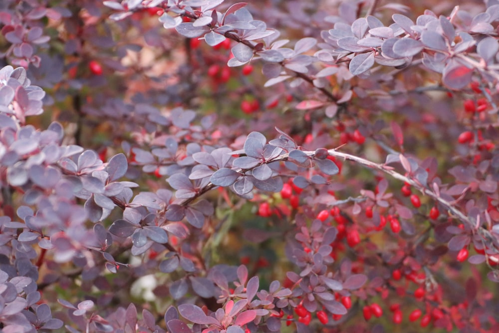 a close up of a bush with red berries