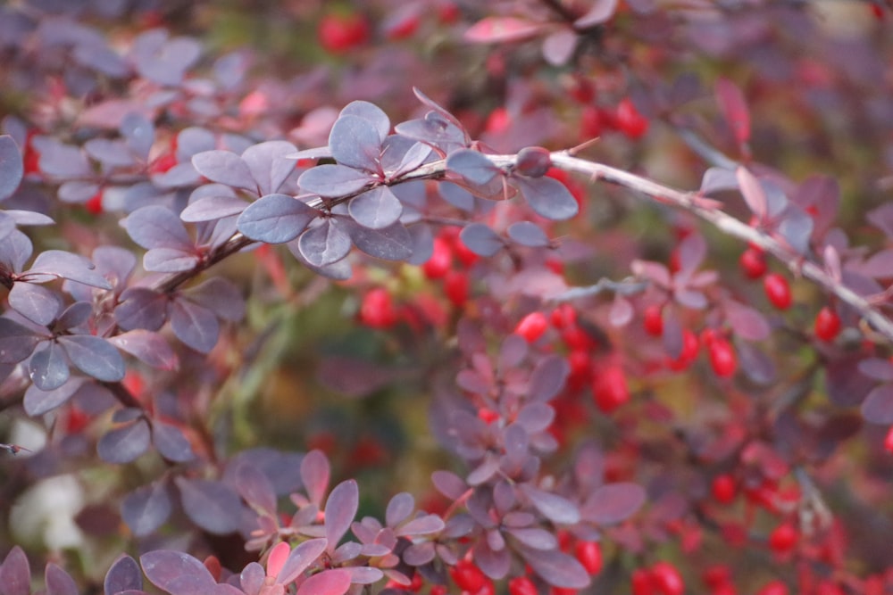 a close up of a tree with red berries on it