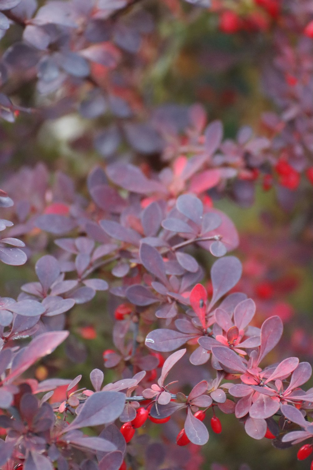 a close up of a bush with red berries on it