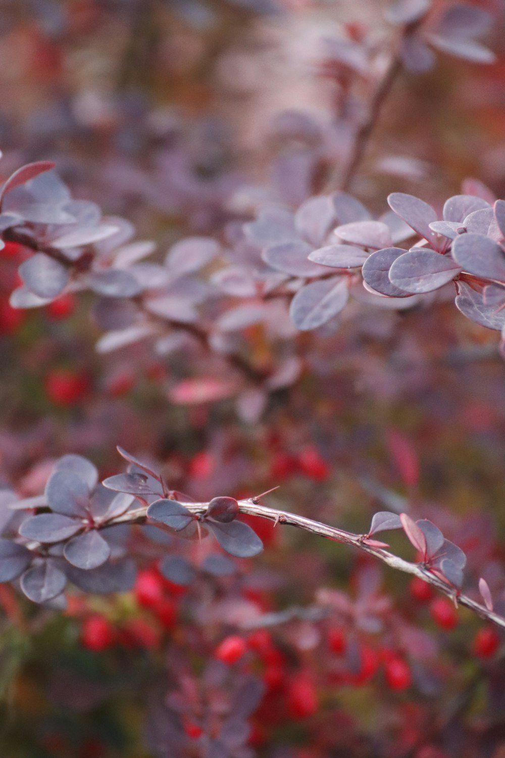 a close up of a plant with red berries