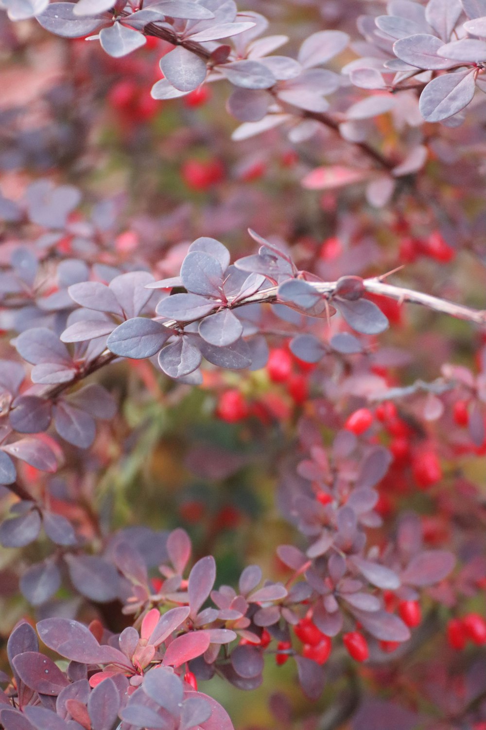 a close up of a bush with red berries