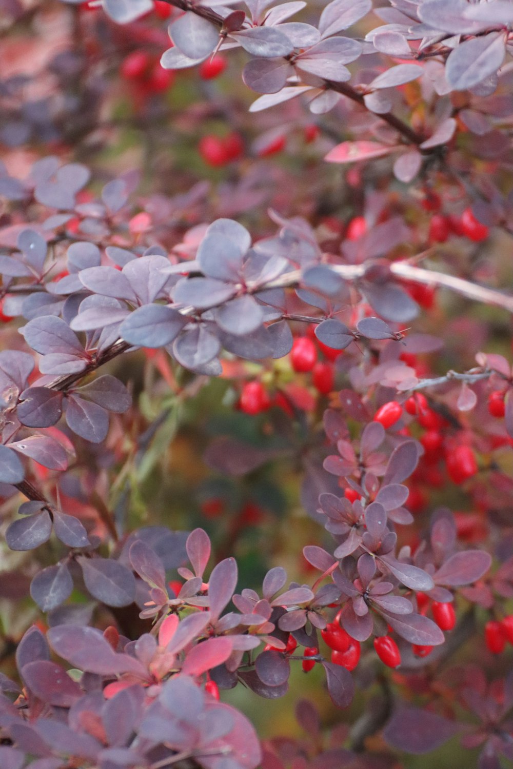 a close up of a bush with red berries