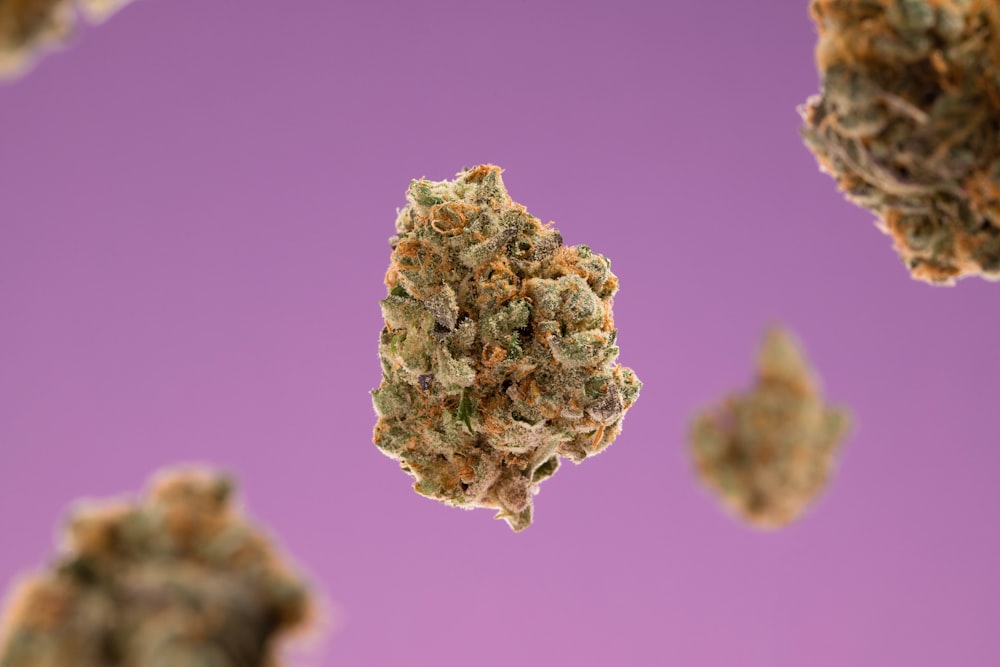 a close up of a bunch of weed on a purple background