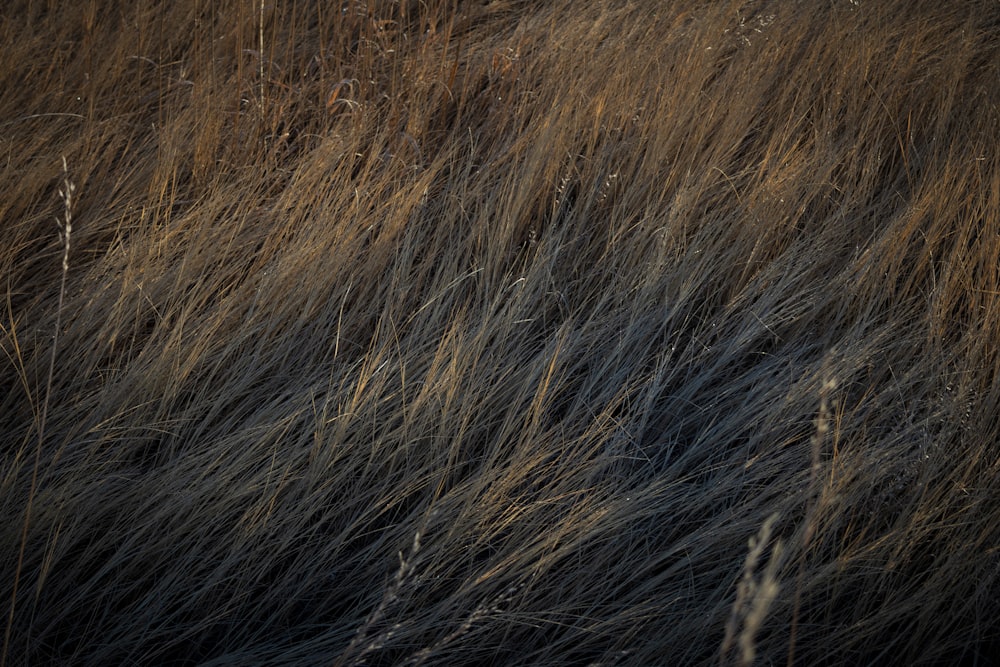 a field of tall brown grass with a sky in the background