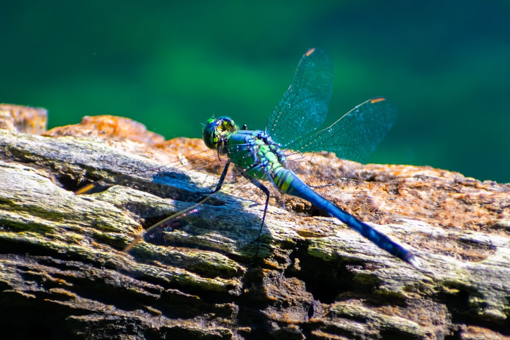 a blue dragonfly sitting on top of a rock