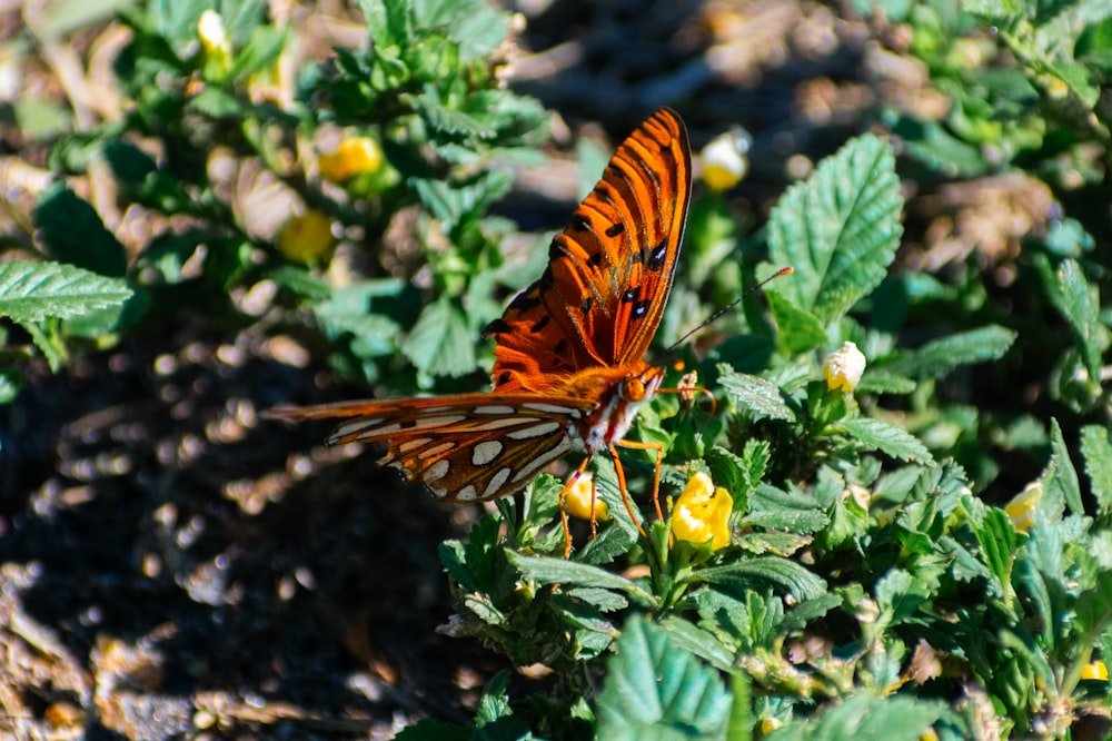 a butterfly sitting on top of a green plant