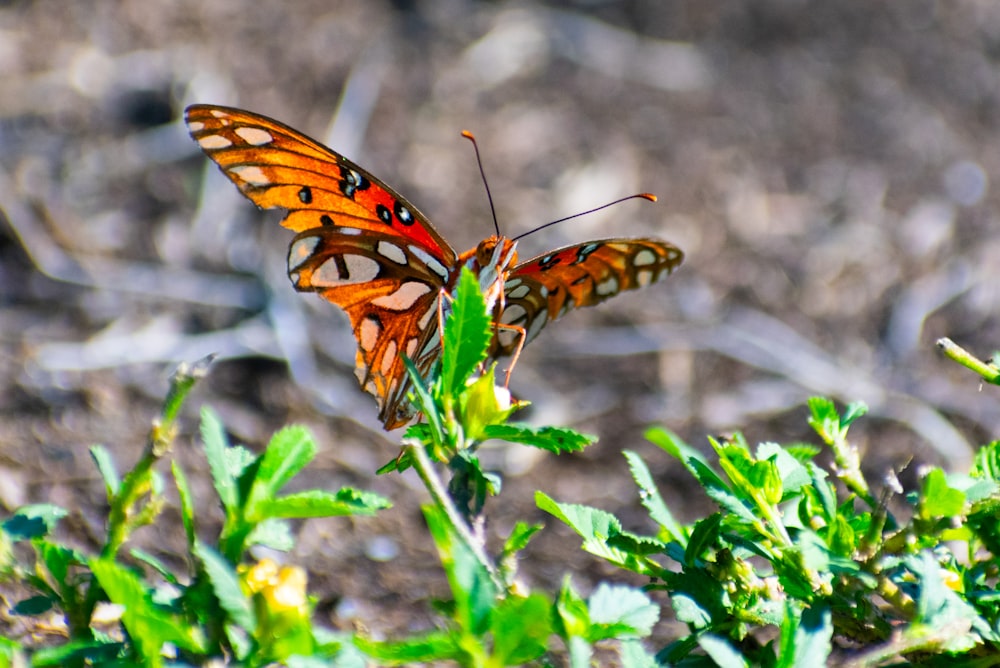 a close up of a butterfly on a plant