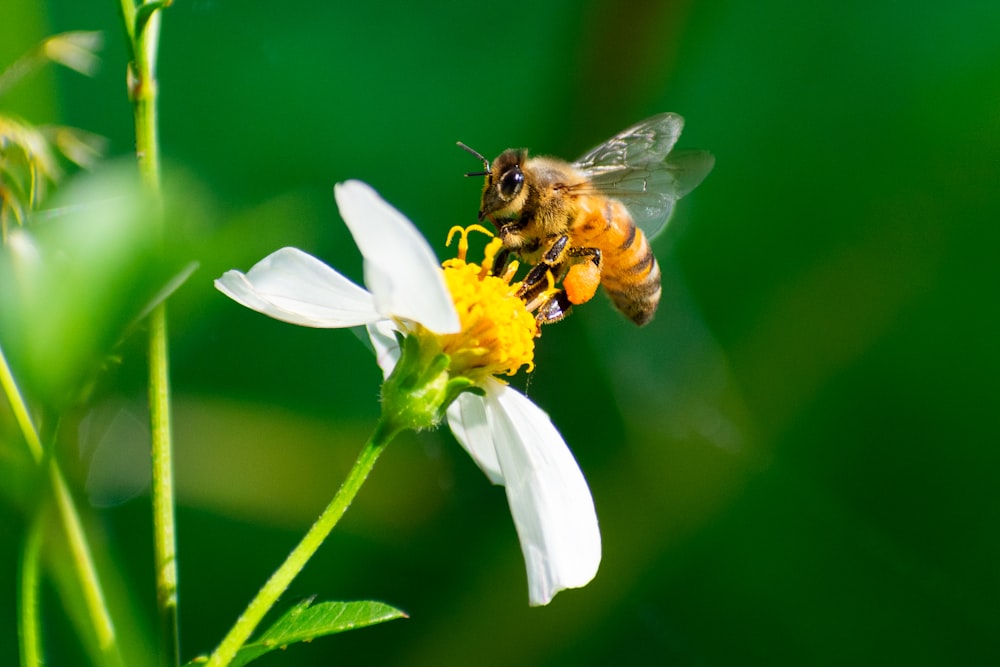 a bee sitting on top of a white flower