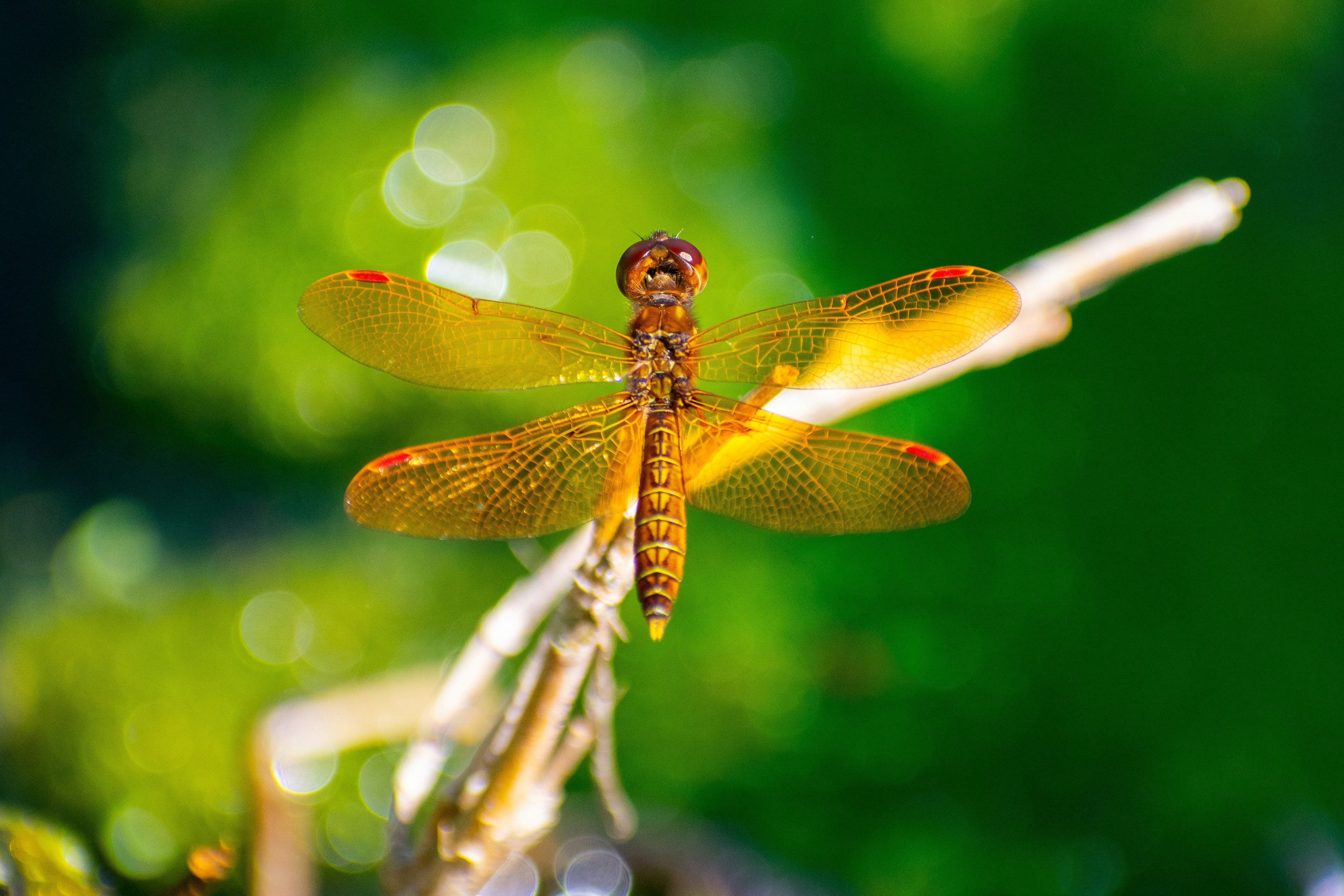 Photo by probablyrobin