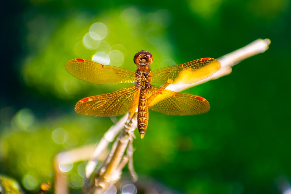 a yellow dragonfly sitting on top of a plant