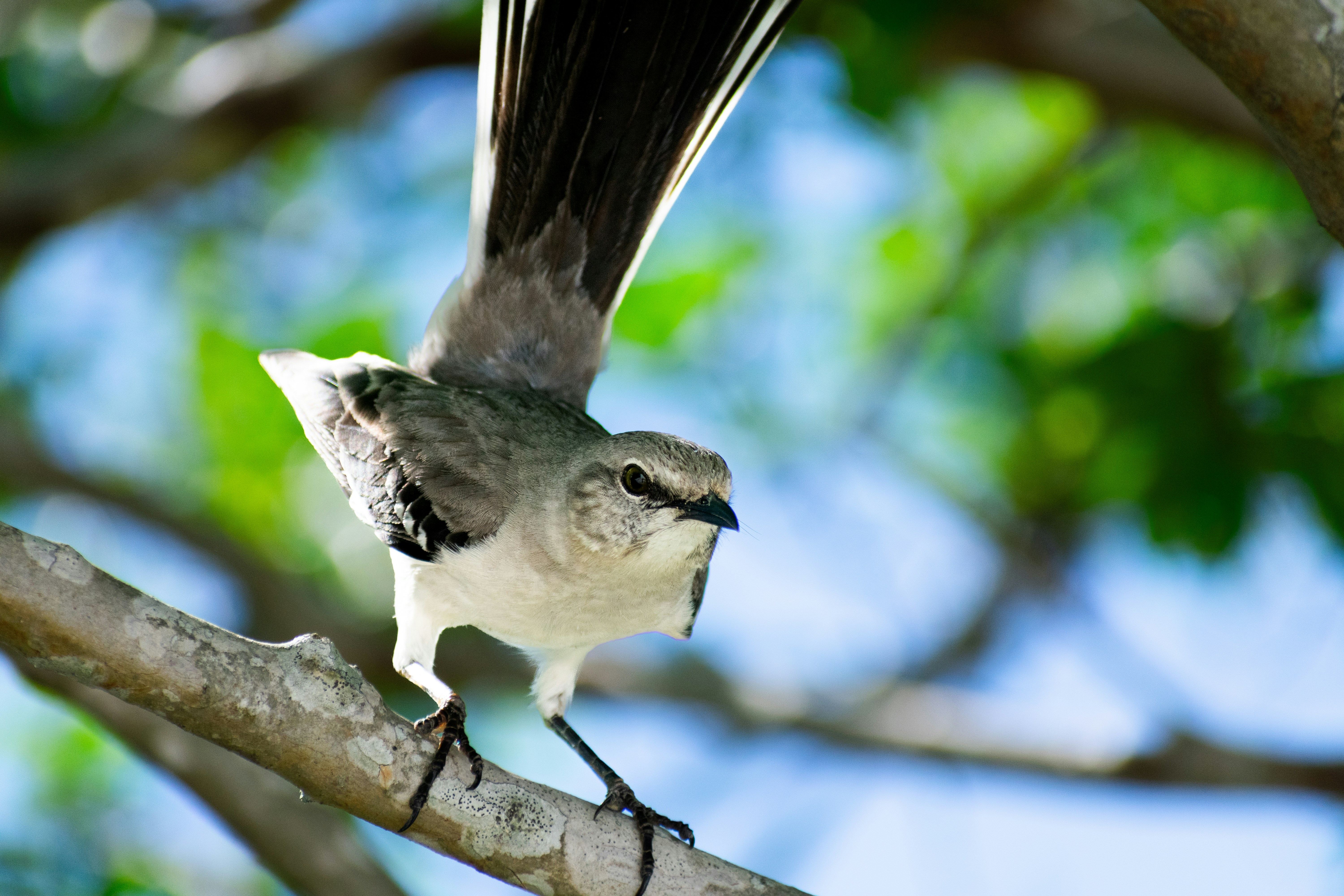 2025 NHL Draft Profile: Michal Svrcek