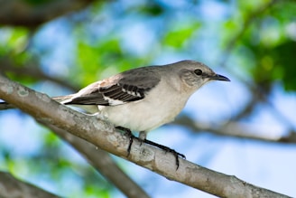 a small bird perched on a tree branch
