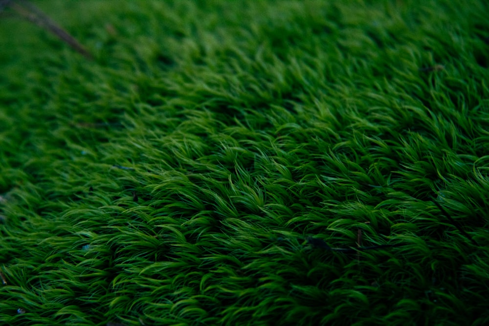 a close up of a green mossy surface