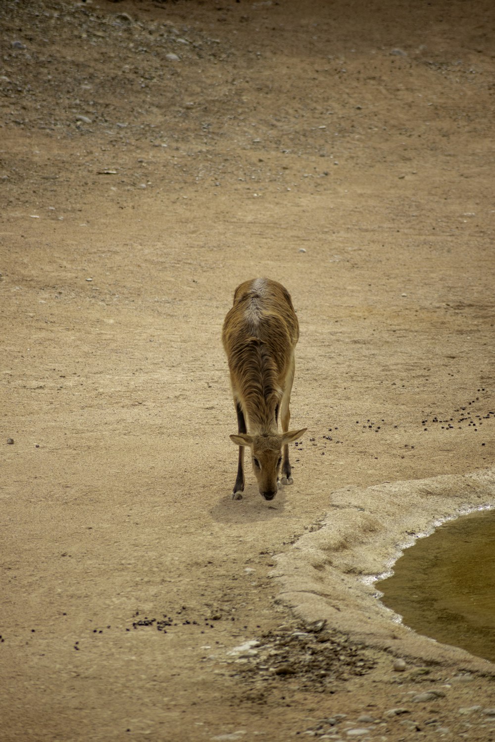a cow walking across a dirt field next to a body of water