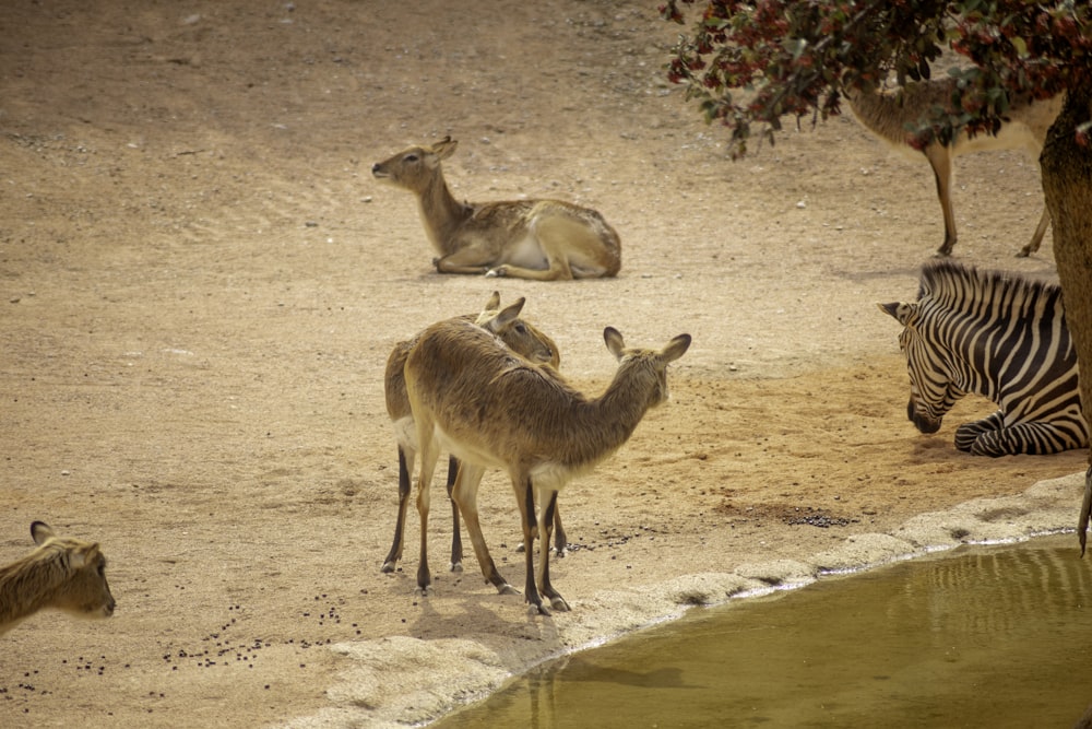 a zebra and other animals near a watering hole