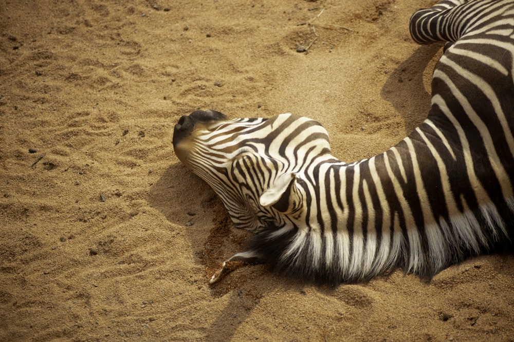 a zebra laying on its side in the sand
