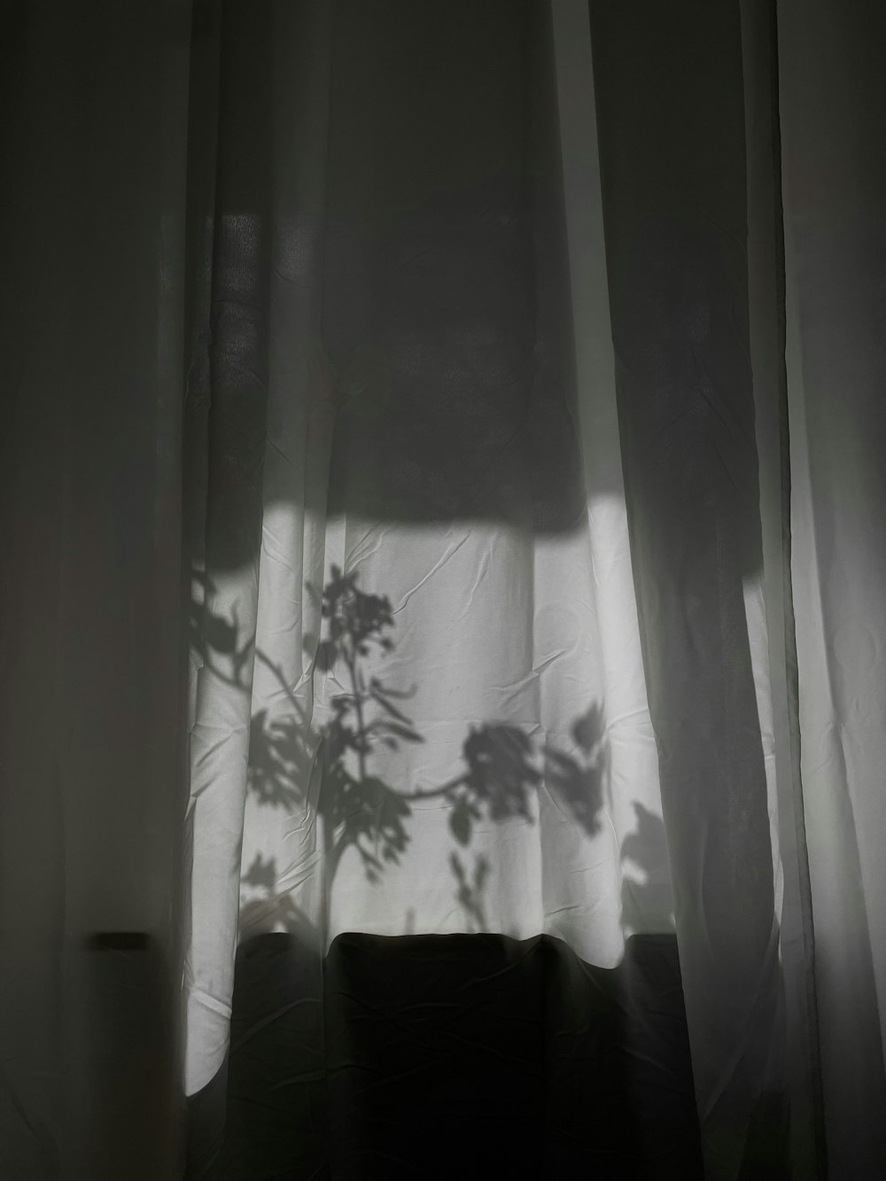 a shadow of a plant on a curtain
