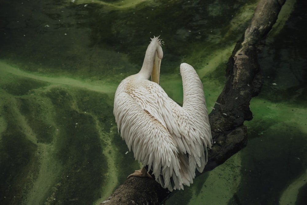 a large white bird sitting on top of a tree branch