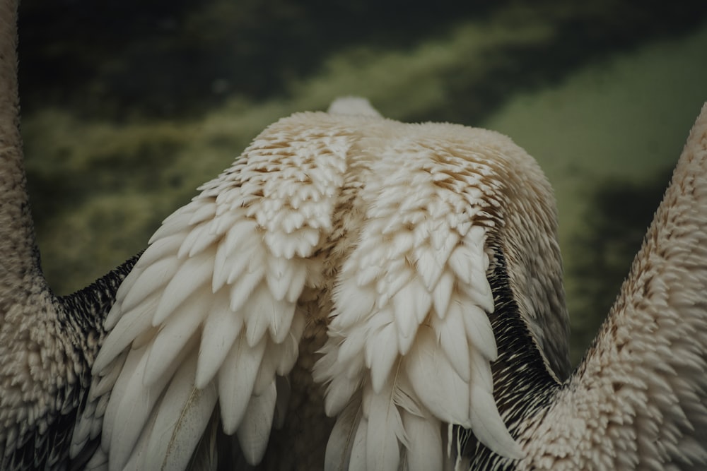 a close up of a bird with wings spread