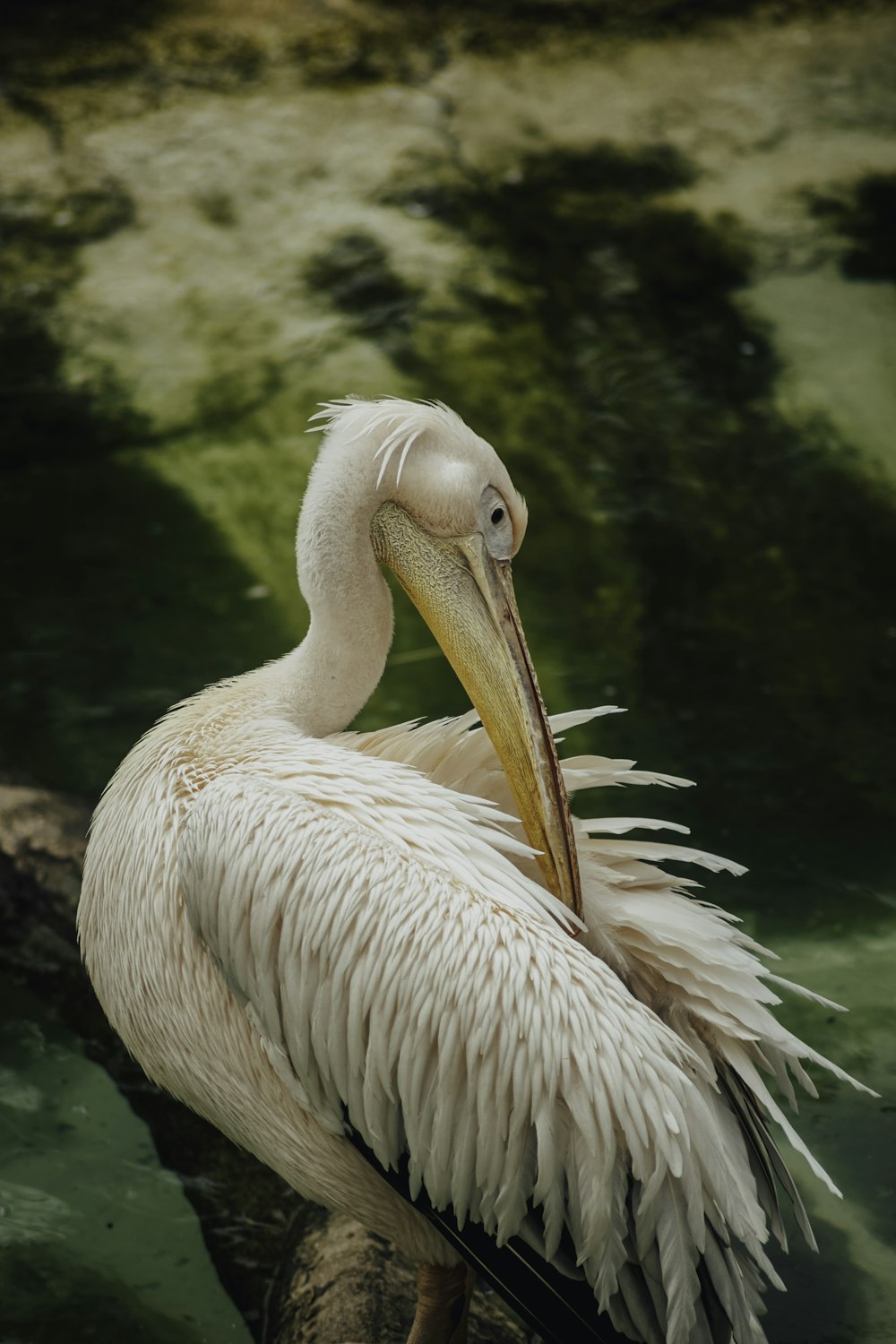 a large white bird with a long beak