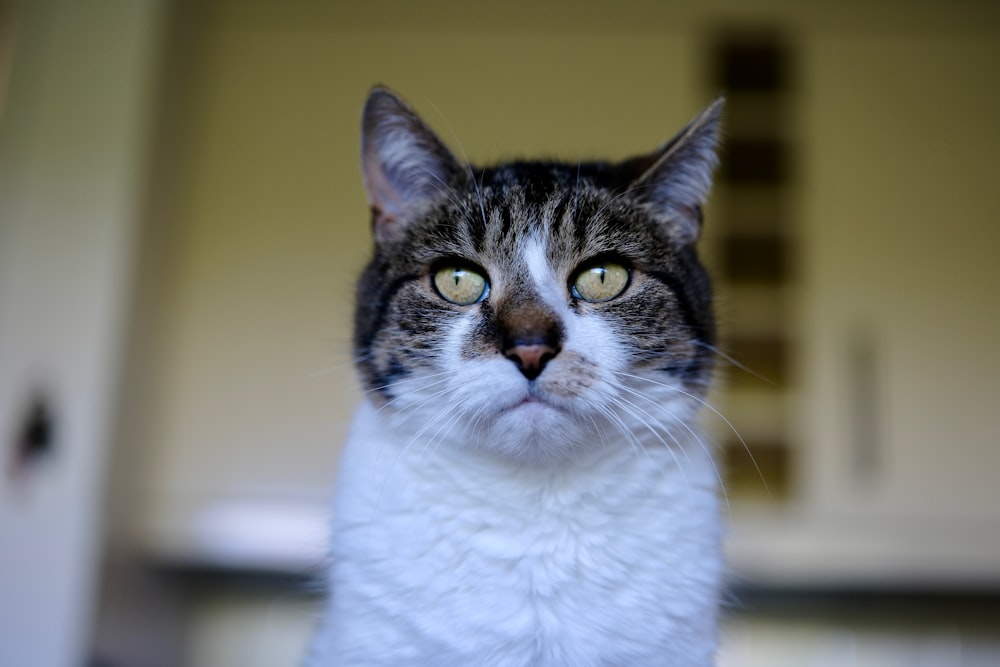 a close up of a cat looking at the camera