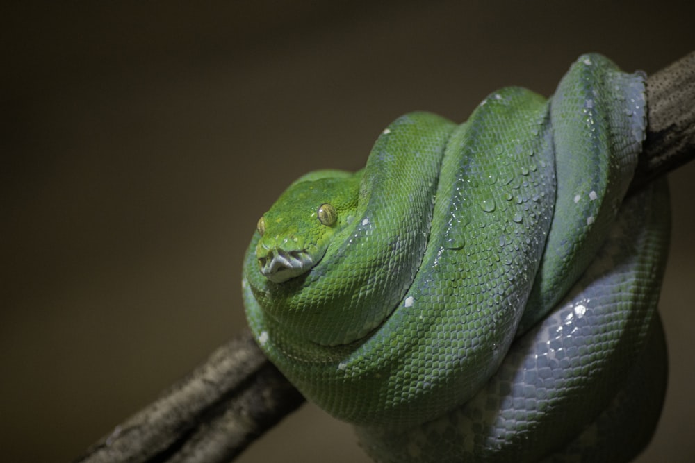 a green snake is curled up on a branch