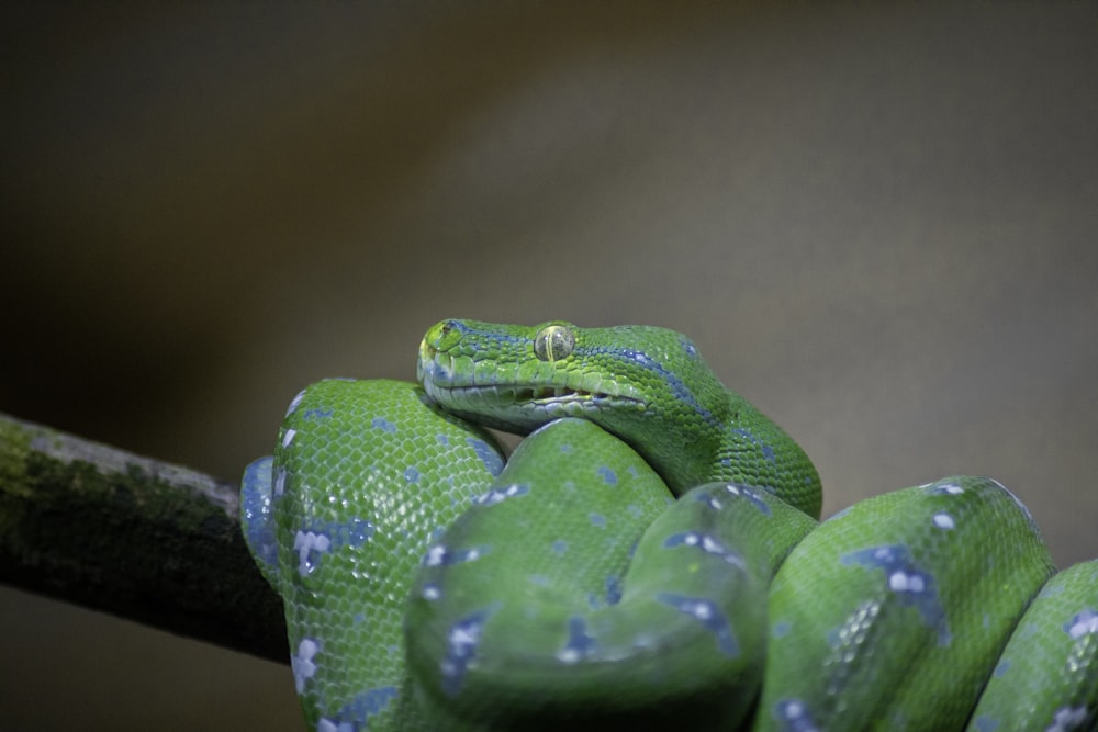 a green snake is sitting on a branch