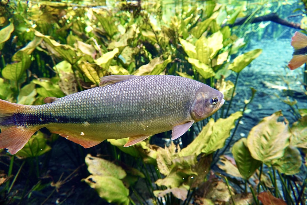 a fish that is swimming in some water