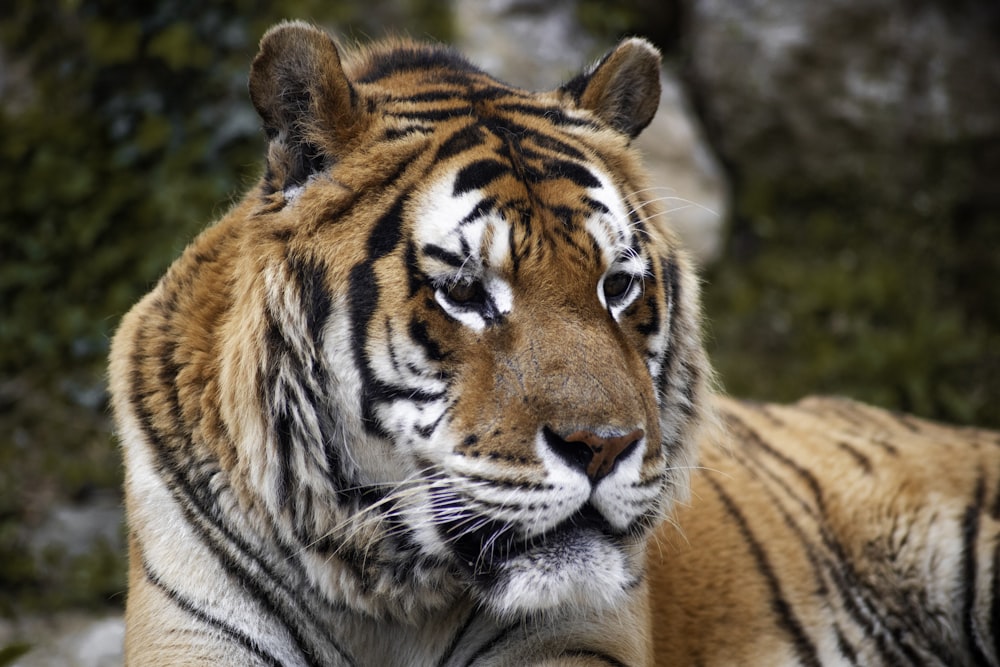 a close up of a tiger laying on a rock