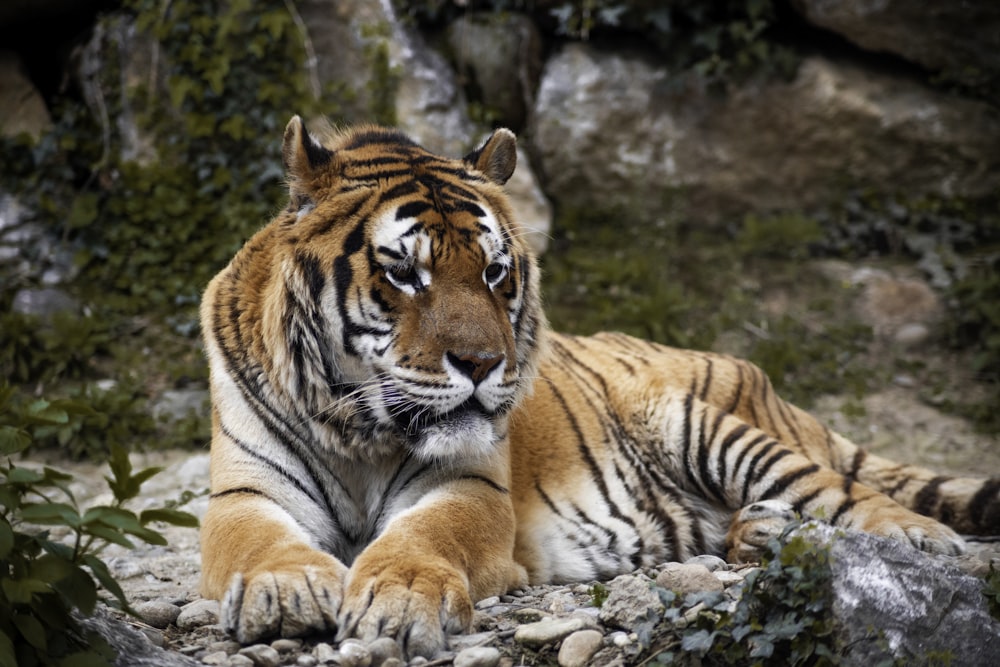 a large tiger laying on top of a pile of rocks