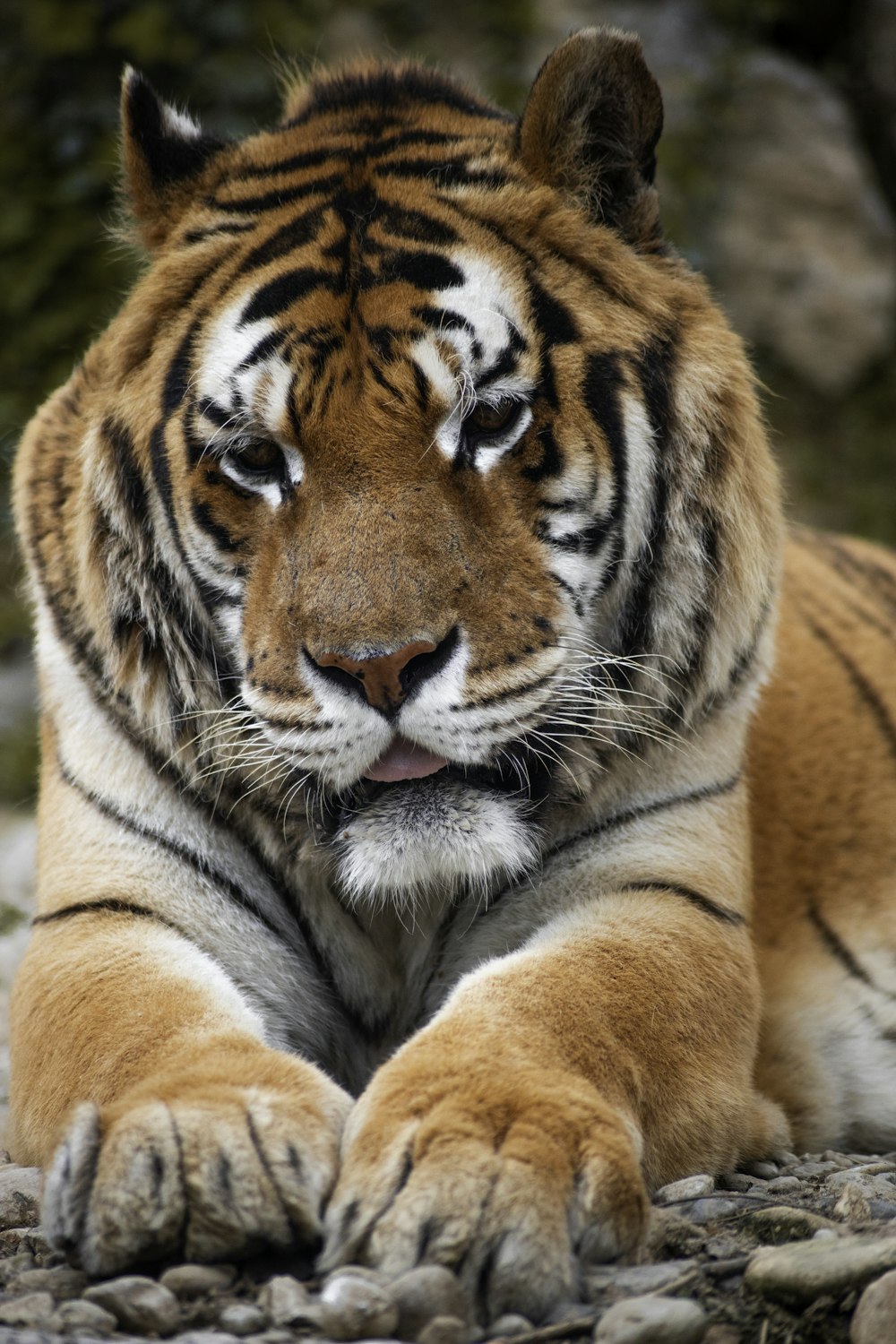 a close up of a tiger laying on a rock