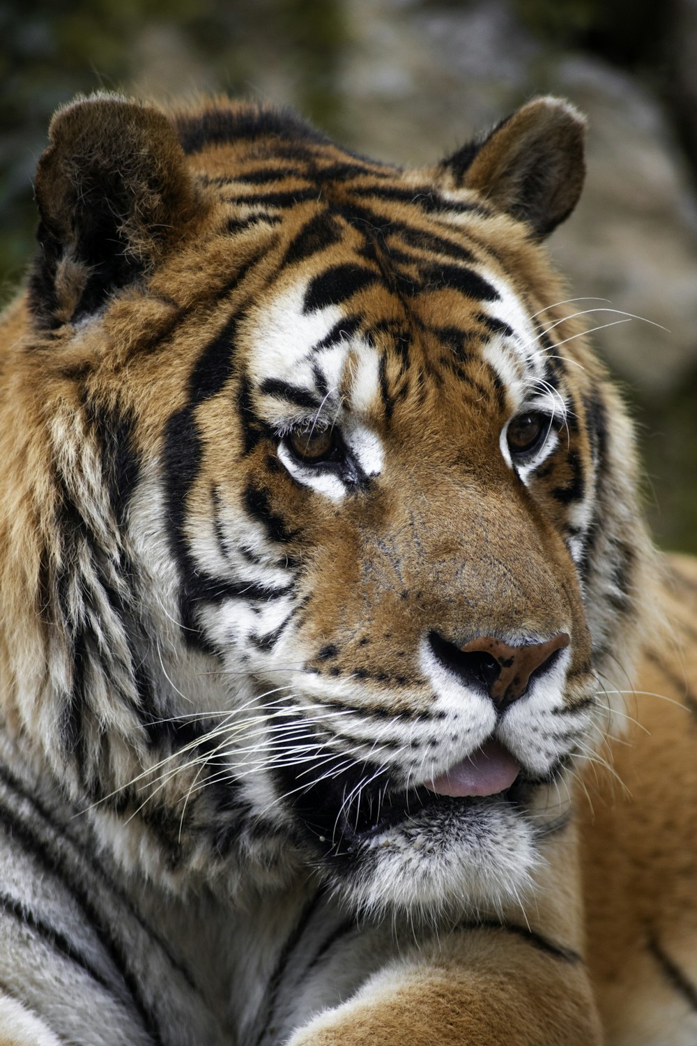 a close up of a tiger laying on the ground