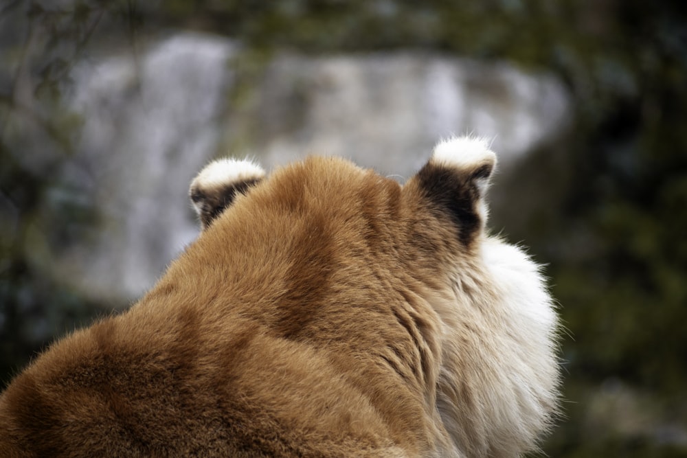 a brown and white polar bear standing next to a waterfall