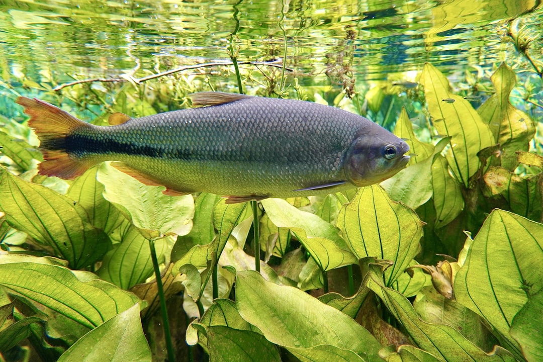 a fish that is swimming in some water, Rio Sucuri Mato Grosso do Sul - Brasil. One of the most crystal clear waters in t